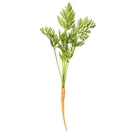 verduras-micro-zanahoria la selecta69